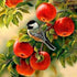 Sparrow Sitting on Apple Tree